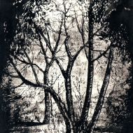 Лесные контрасты / The Forest Contrasts 