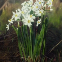 Нарциссы