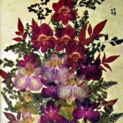 pressed_flowers_15.jpg