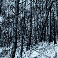 Среди зимы 38 / Among the Winter 38 