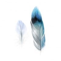 feathers