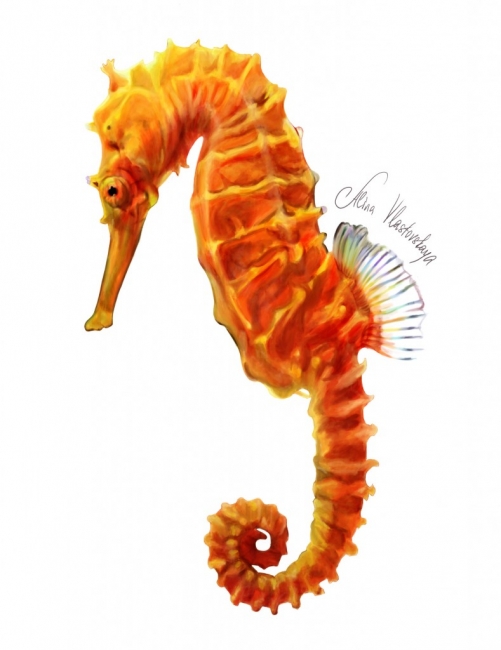 seahorse