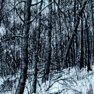 Среди зимы 38 / Among the Winter 38 