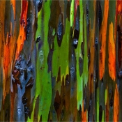 rainbow_eucalyptus_1.jpg