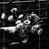 Одуванчики / The Dandelions