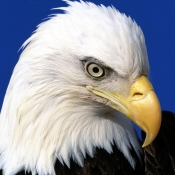 bald_eagle_09.jpg