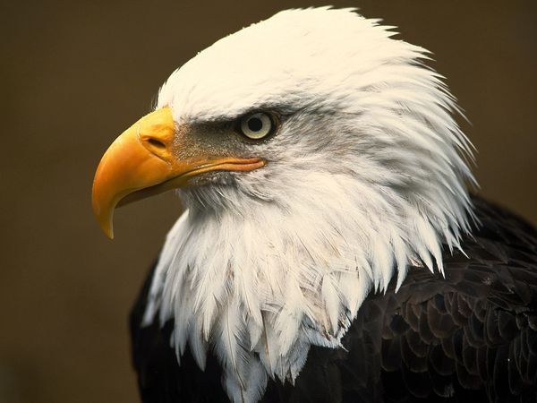 bald_eagle_01.jpg