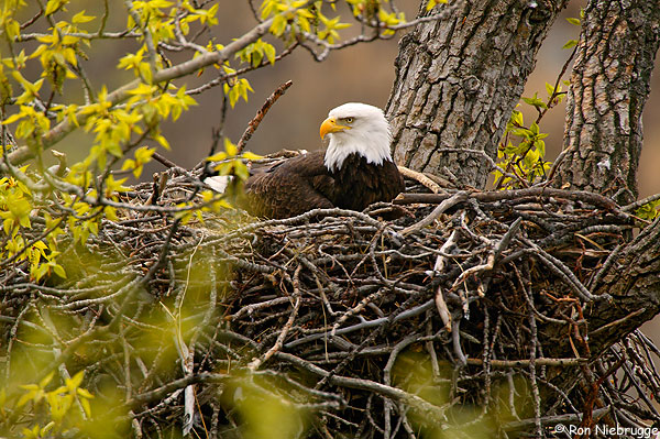 bald_eagle_04.jpg