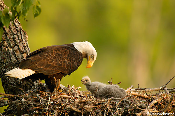 bald_eagle_05.jpg