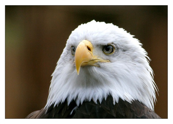 bald_eagle_07.jpg