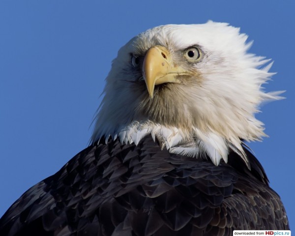 bald_eagle_10.jpg