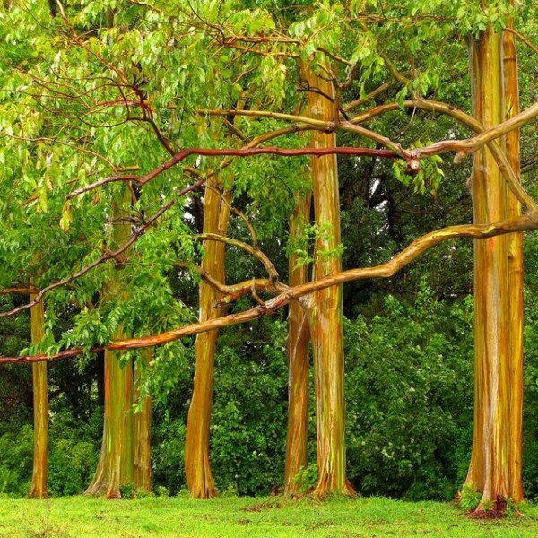 rainbow_eucalyptus_11.jpg