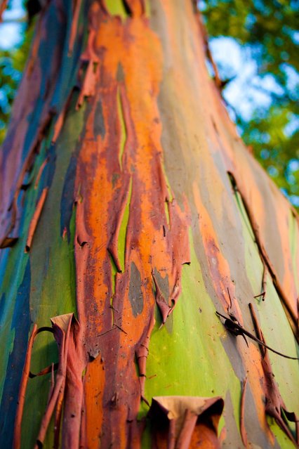 rainbow_eucalyptus_13.jpg