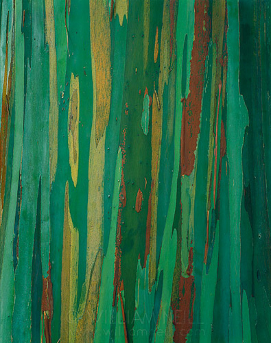 rainbow_eucalyptus_6.jpg