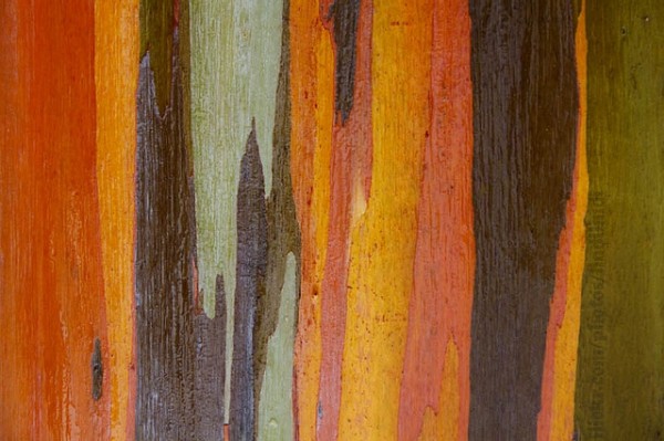 rainbow_eucalyptus_7.jpg