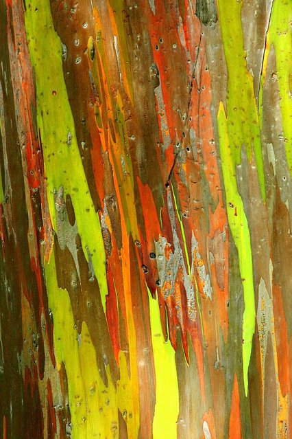 rainbow_eucalyptus_9.jpg