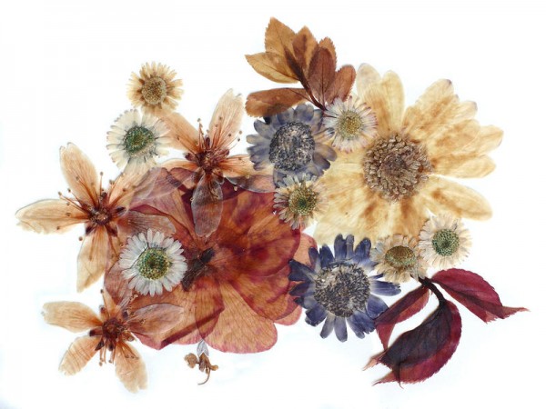 pressed_flowers_11.jpg