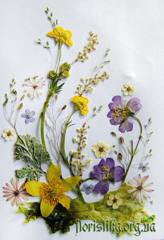 pressed_flowers_3.jpg