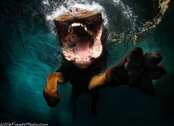 Dog-diver_08.jpg