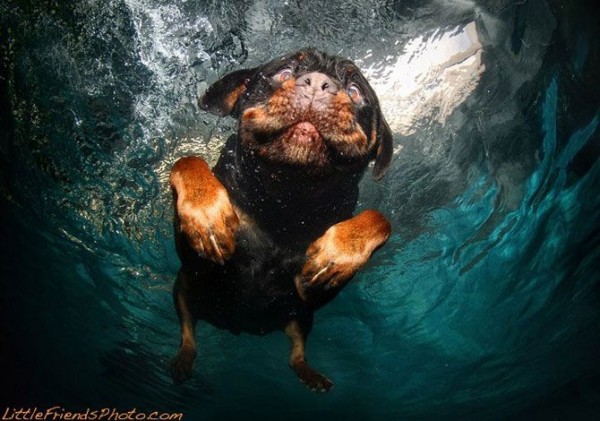 Dog-diver_09.jpg