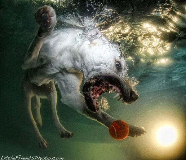 Dog-diver_11.jpg