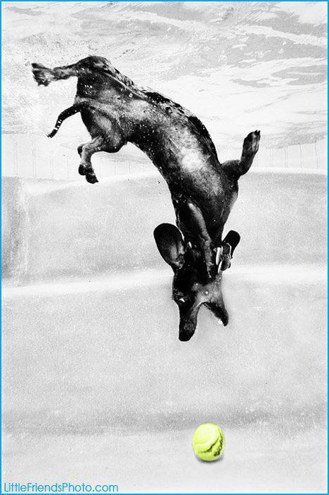 Dog-diver_17.jpg