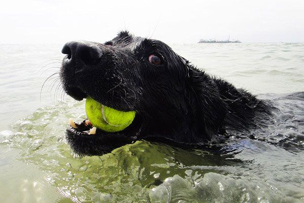 Dog-diver_20.jpg