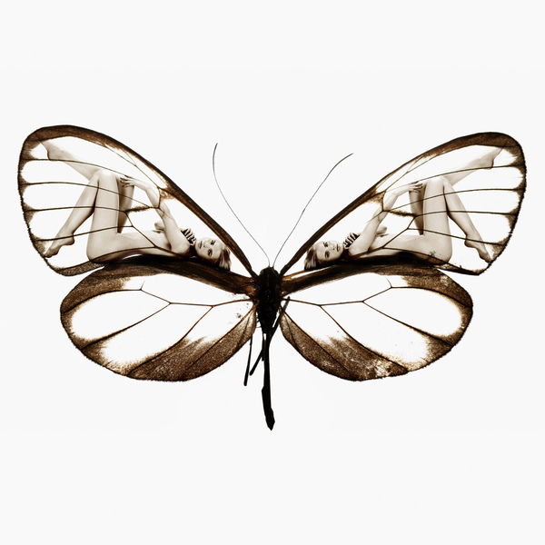 butterfly_wings_2.jpg